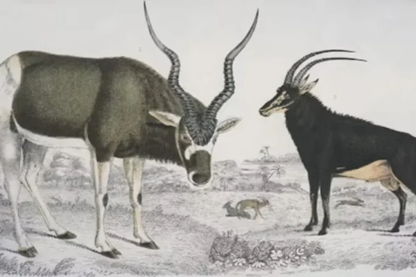 Ox and Taurus