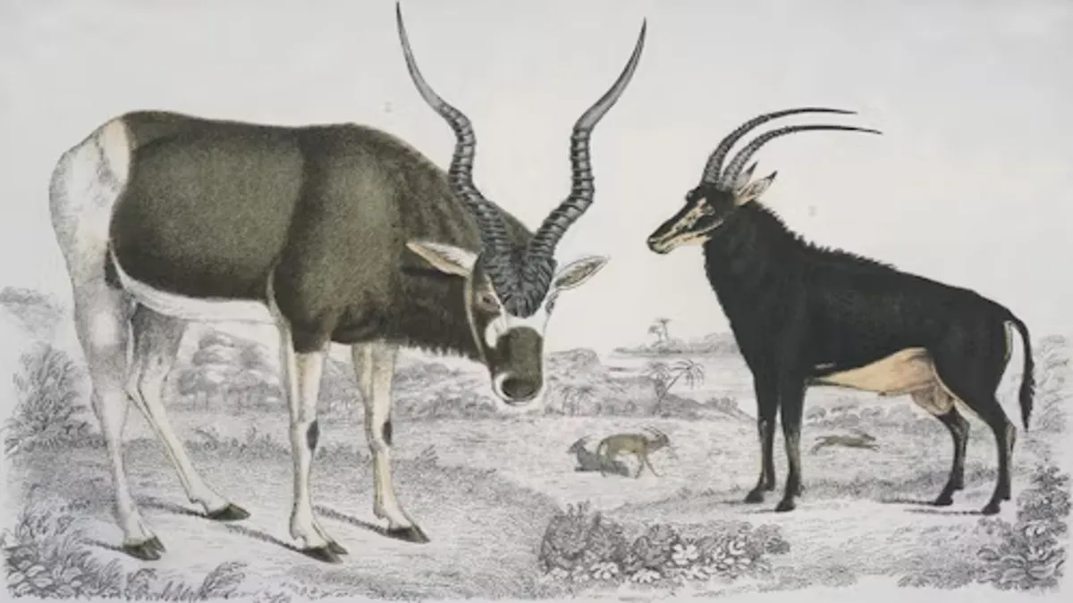 Ox and Taurus