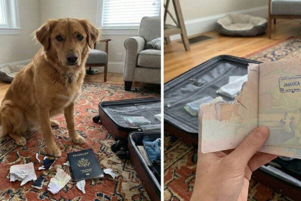 Dog Destroys Passport Before Jamaica Trip