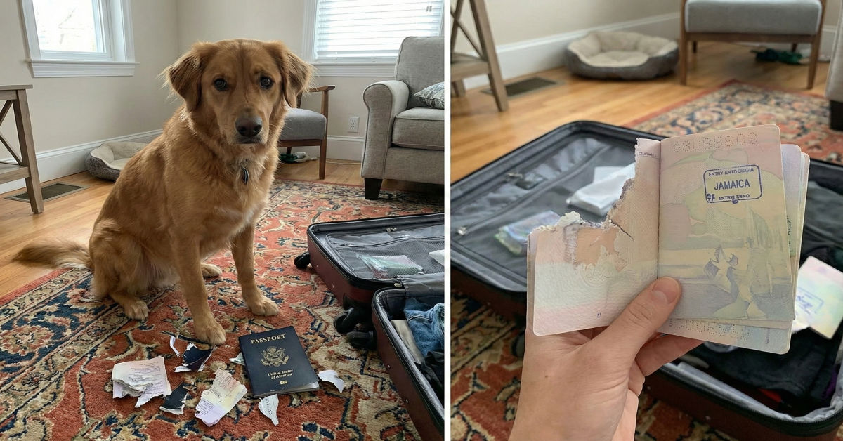 Dog Destroys Passport Before Jamaica Trip