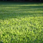 Zoysia Grass