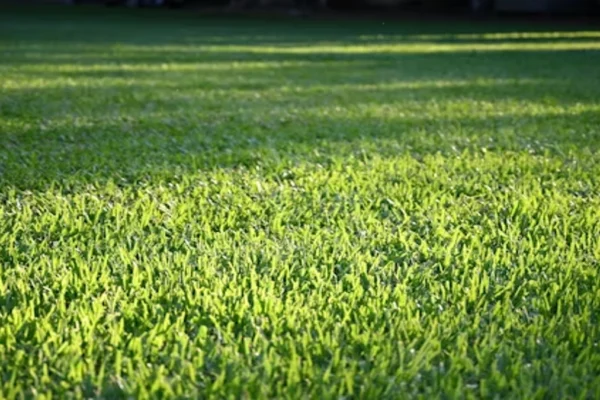Zoysia Grass