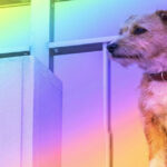 What Colors Can Dogs See