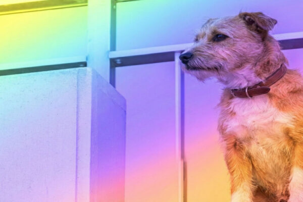 What Colors Can Dogs See