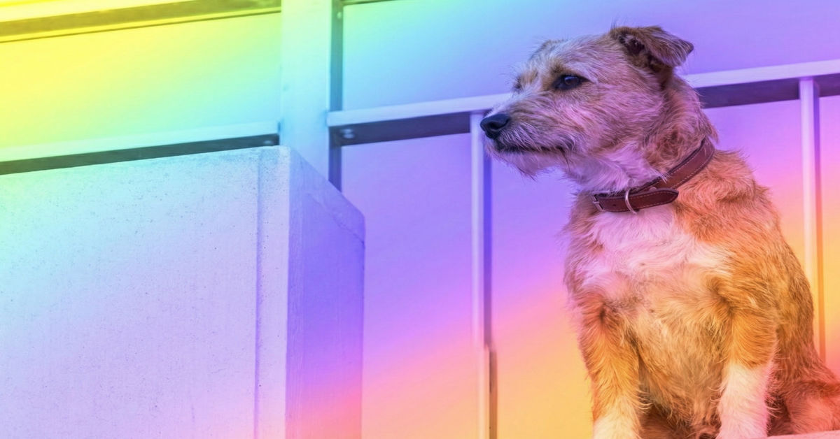 What Colors Can Dogs See