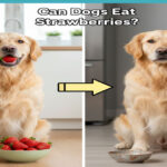 Can Dogs Eat Strawberries